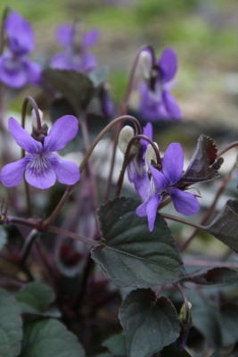 Bild von Viola labradorica