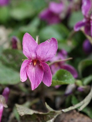 Bild von Viola odorata Rubra