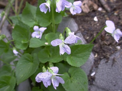 Bild von Viola sororia Freckles