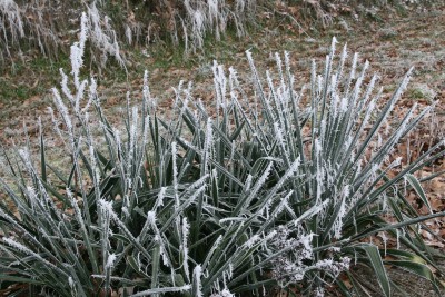 Bild von Yucca filamentosa