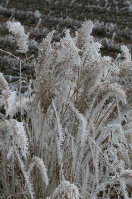 Bild von Calamagrostis brachytricha