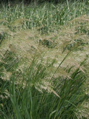 Bild von Achnatherum calamagrostis Algäu