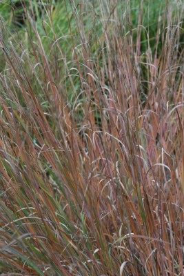 Bild von Andropogon gerardii Präriesommer