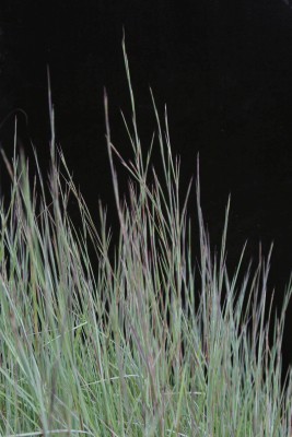 Bild von Andropogon scoparius Präirie Blues