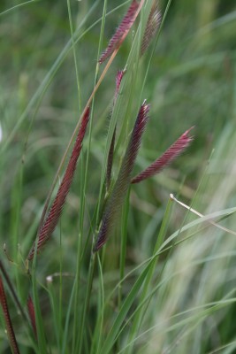 Bild von Bouteloua gracilis