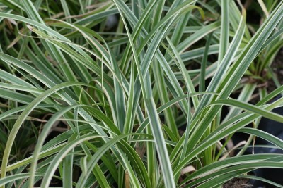 Bild von Carex foliosissima Icedance