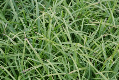 Bild von Carex foliosissima Irish Green