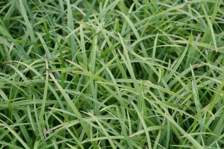Bild von Carex foliosissima Irish Green