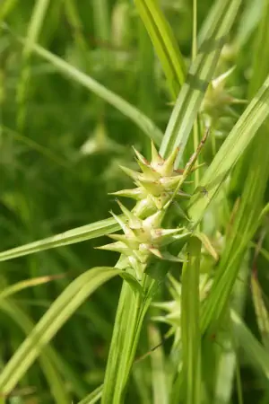 Bild von Carex grayi