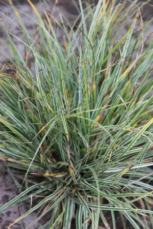 Bild von Carex oshimensis EverColor Everest