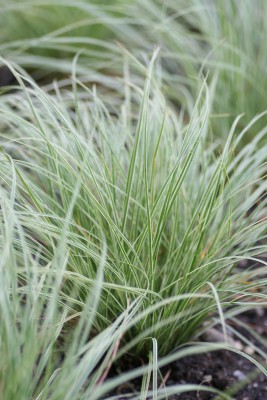 Bild von Carex montana Raureif