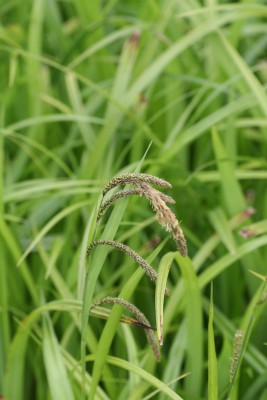 Bild von Carex pendula