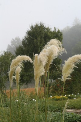 Bild von Cortaderia selloana Sunningdale Silver