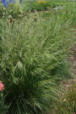 Bild von Deschampsia cespitosa Goldstaub