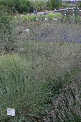 Bild von Eragrostis elliottii Blue-Eros