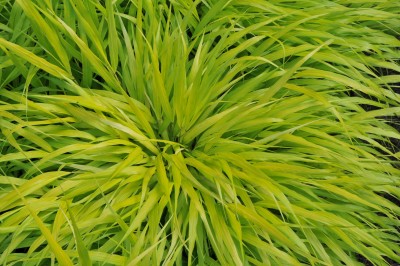 Bild von Hakonechloa macra All Gold