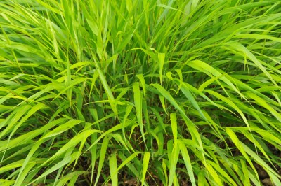 Bild von Hakonechloa macra Greenhills