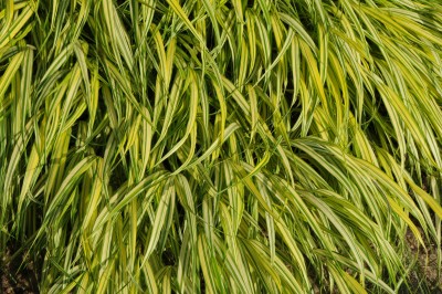 Bild von Hakonechloa macra Naomi