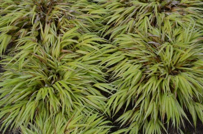 Bild von Hakonechloa macra Stripe-it-Rich