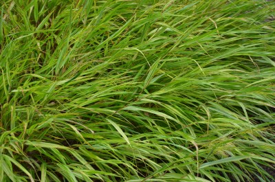 Bild von Hakonechloa macra Sunny-Delight