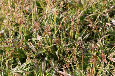 Bild von Luzula pilosa Igel