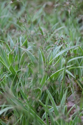 Bild von Luzula sylvatica Marginata