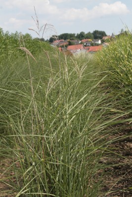 Bild von Miscanthus sinensis Flamingo