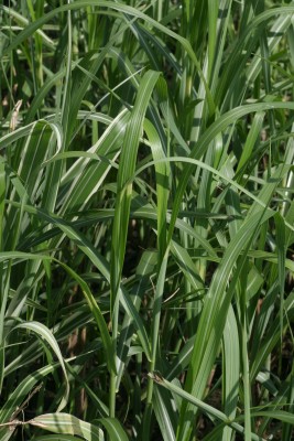 Bild von Miscanthus sinensis Giraffe