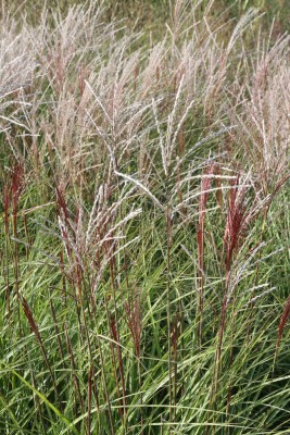 Bild von Miscanthus sinensis Graciella