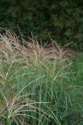 Bild von Miscanthus sinensis Hermann Müssel