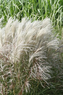 Bild von Miscanthus sinensis Kleine Fontäne