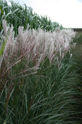 Bild von Miscanthus sinensis Kleine Silberspinne