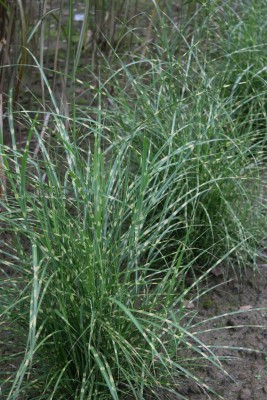 Bild von Miscanthus sinensis Little Zebra