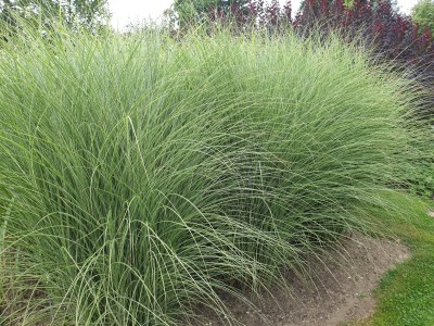 Bild von Miscanthus sinensis Morning Light