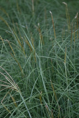 Bild von Miscanthus sinensis Yakushima-Dwarf