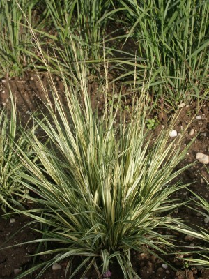 Bild von Molinia caerulea Variegata