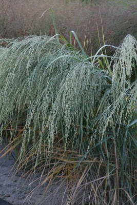 Bild von Panicum amarum Dewey-Blue