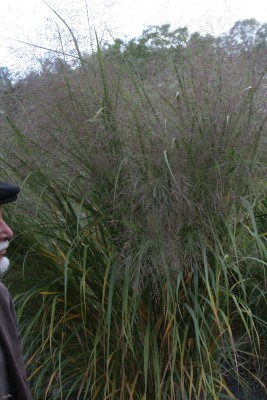 Bild von Panicum amarum Thunder-Cloud