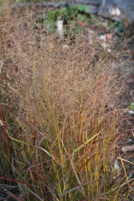 Bild von Panicum virgatum Rehbraun