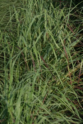 Bild von Panicum virgatum Rotstrahlbusch