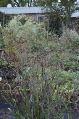 Bild von Panicum virgatum Külsenmoor