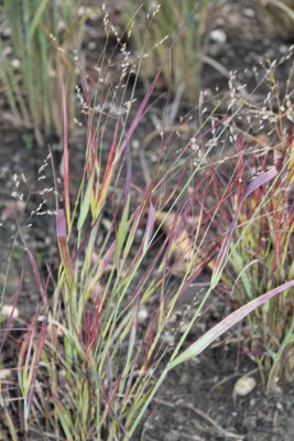 Bild von Panicum virgatum Külsenmoor