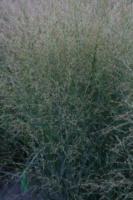 Bild von Panicum virgatum Buffalo Green