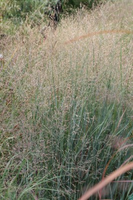 Bild von Panicum virgatum Black-and-Blue