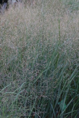 Bild von Panicum virgatum Black-and-Blue