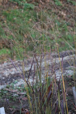 Bild von Panicum virgatum Badlands