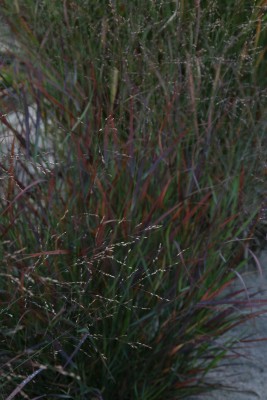 Bild von Panicum virgatum Cheyenne Sky