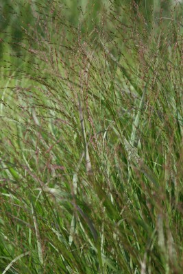 Bild von Panicum virgatum Squaw