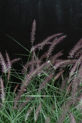 Bild von Pennisetum orientale Karley Rose