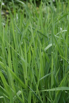 Bild von Phalaris arundinacea